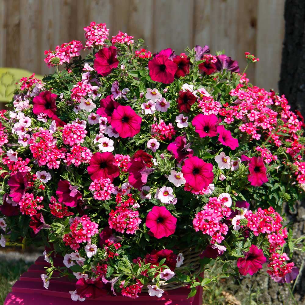 Trixi Cherry Kiss Hanging Basket | Picha Greenhouses
