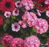 Trixi Cherry Kiss Hanging Basket | Picha Greenhouses